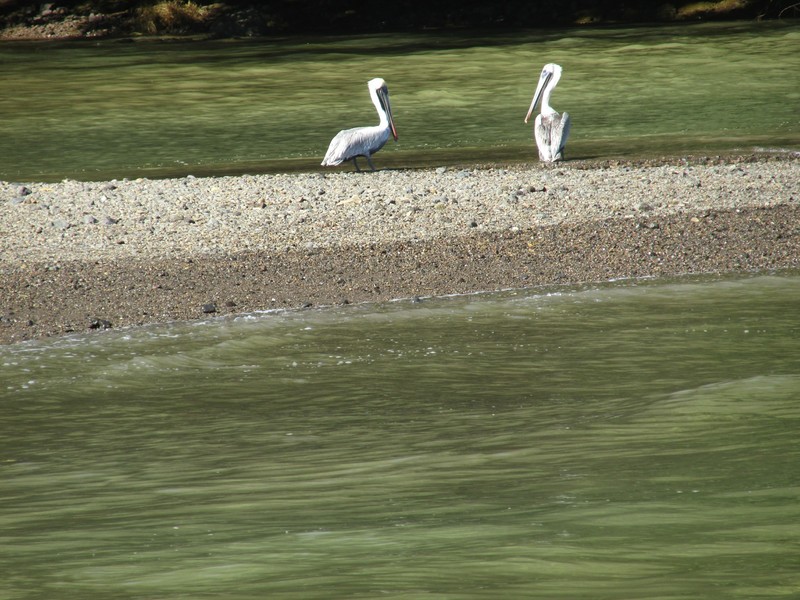 Pelicans by the River
