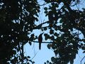 Toucan (Collared Aracari)