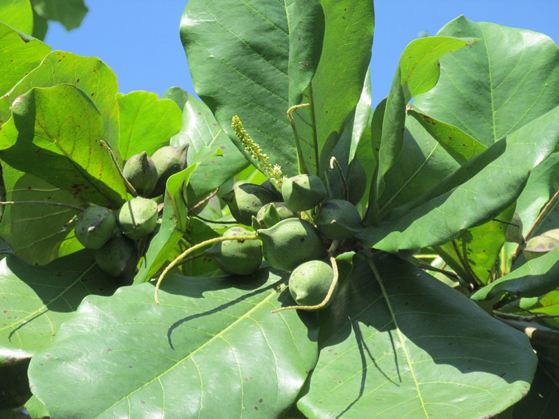 Almond Tree Fruit