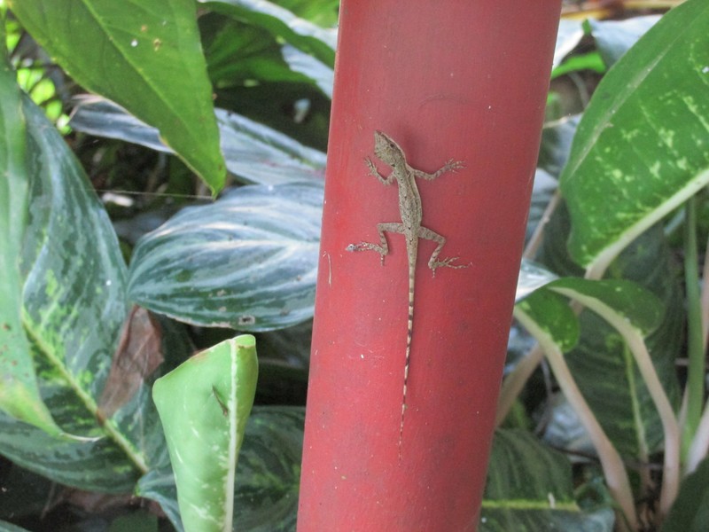 Gecko at the Hostel in Quepos