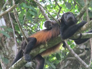 Howler Monkey with her Baby
