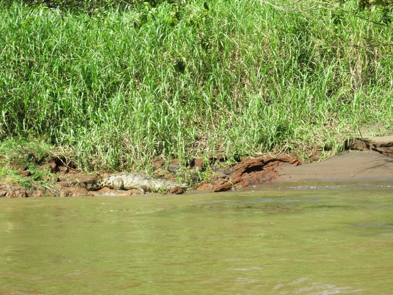 Crocodile Along the River