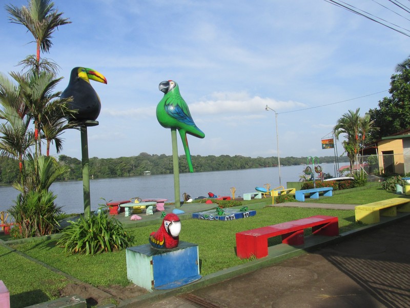 Big Birds in Tortuguero Central Park