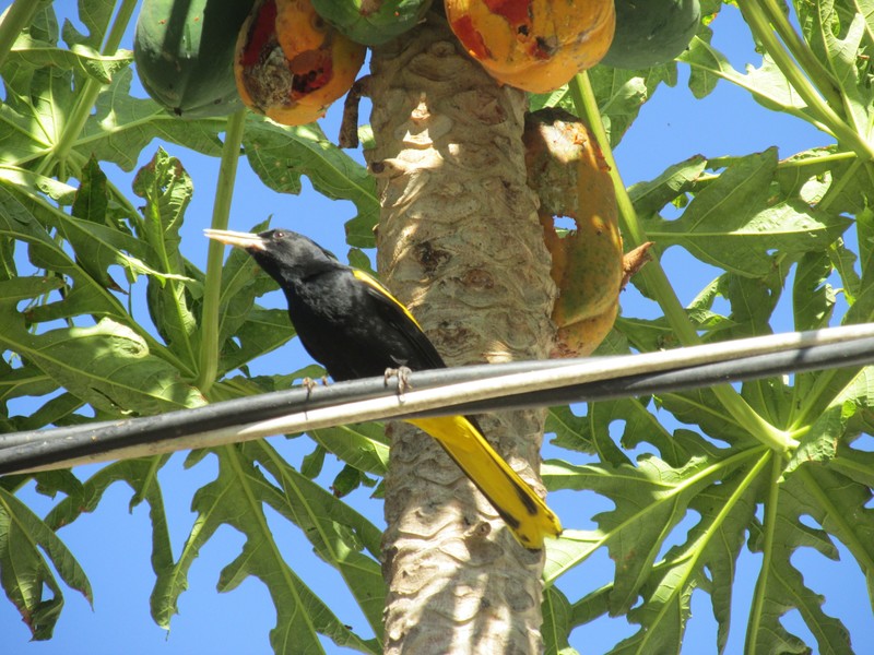 Yellow-winged Cacique in Boca