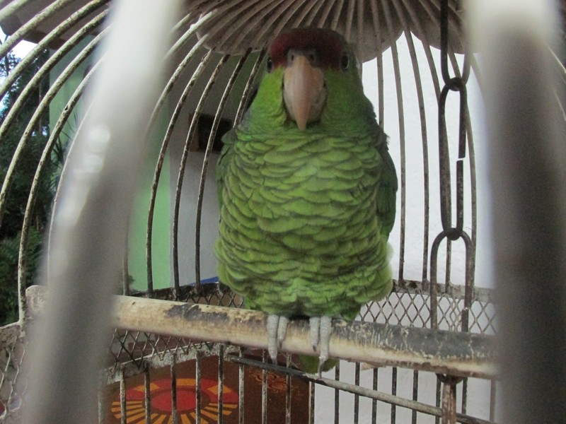 Pet Parrot at Hotel
