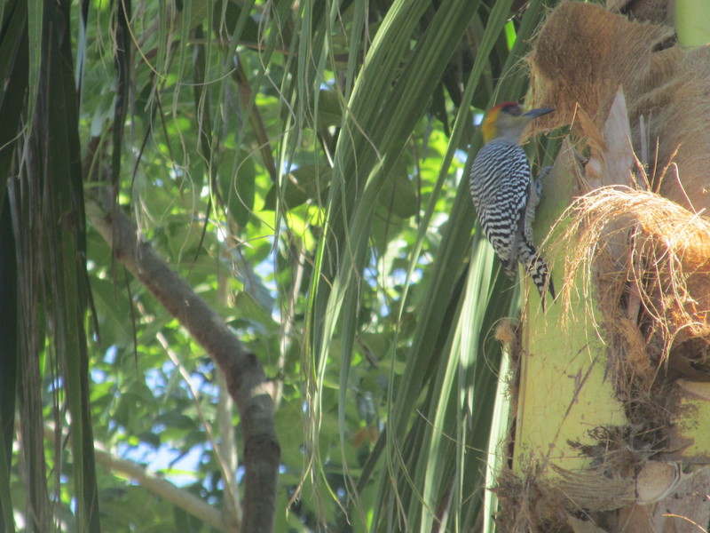 Gila Woodpecker in Melaque