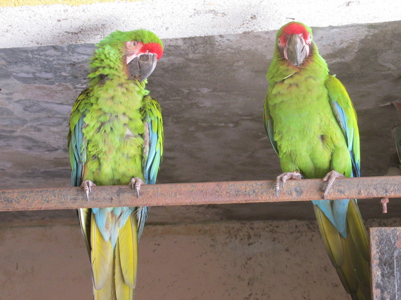 Mexican Macaws