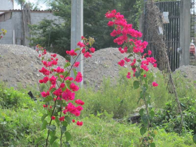 Beautiful Flowers in Mexico