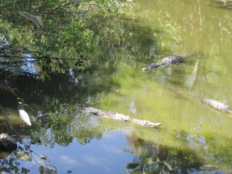 Crocodiles by Playa Linda