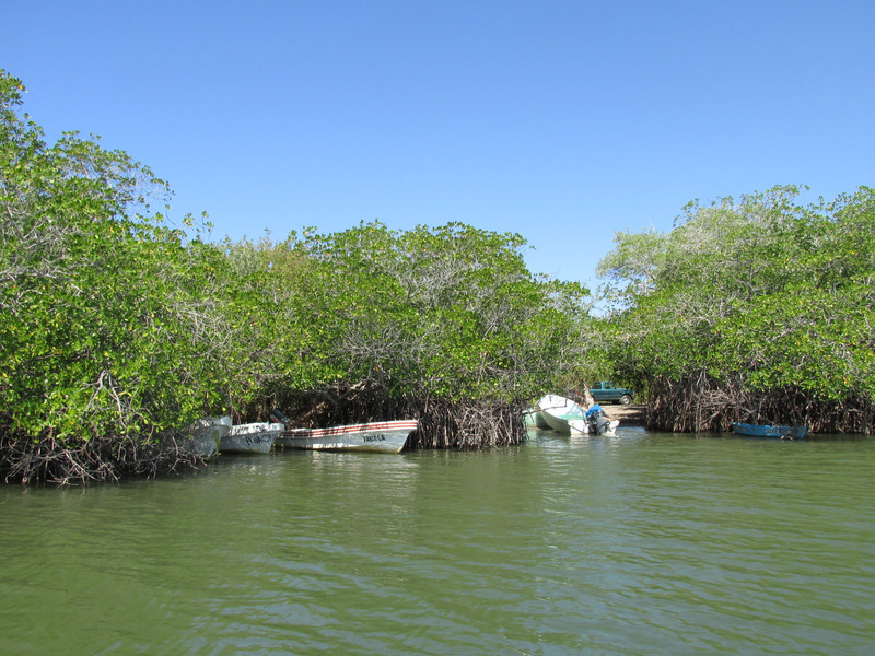 Boats Among the Mangroves
