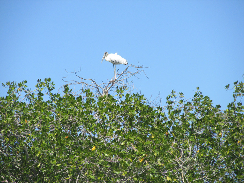 Stork High in Mangrove