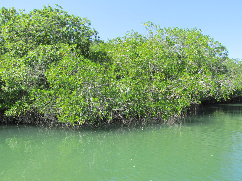 Four Types of Mangrove Trees Along Lagoon