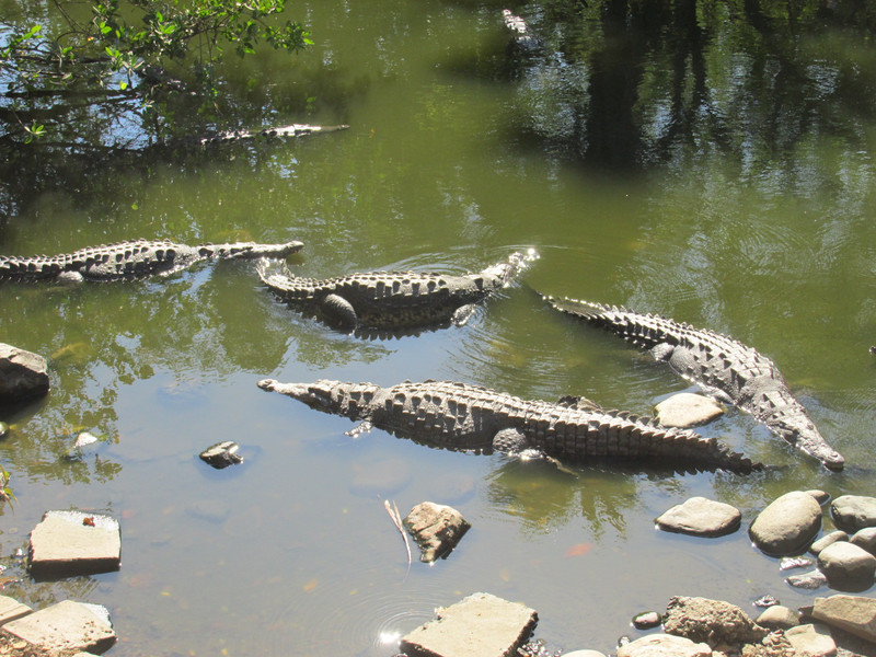 Back to Playa Linda and the Crocodiles