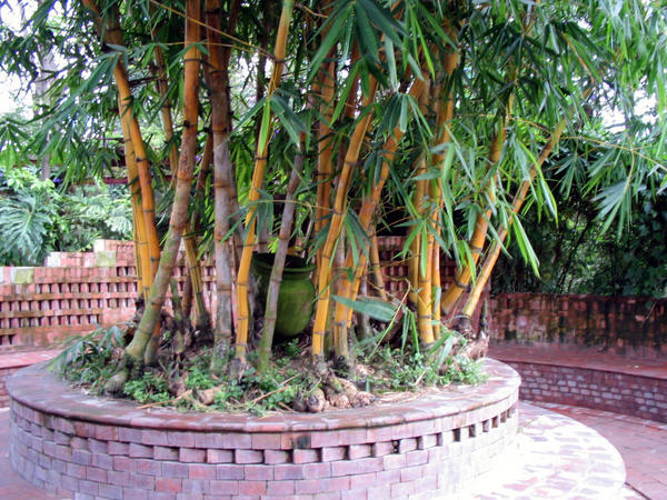jardin Nepal