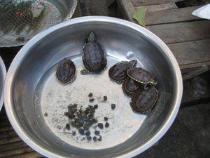 Turtles at the Maesot market