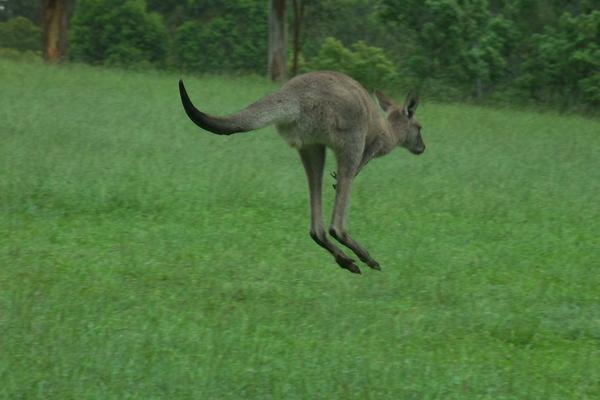 Its a wild kangaroo!