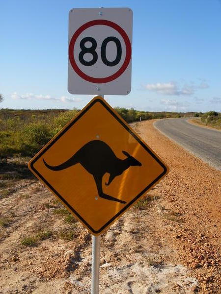 Caution Roo Sign