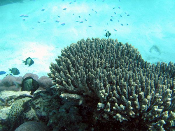 Some of the Coral and fish