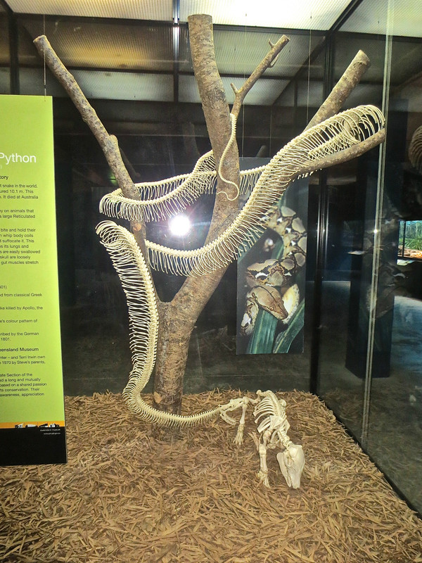 Python Skeleton