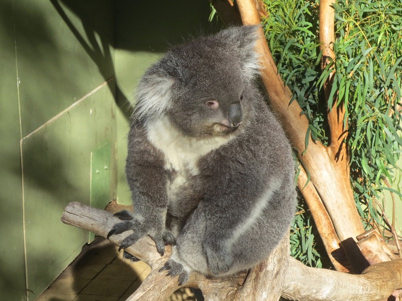 Such an Alert Koala