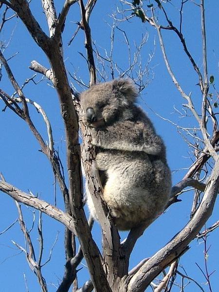 The first koala I've seen