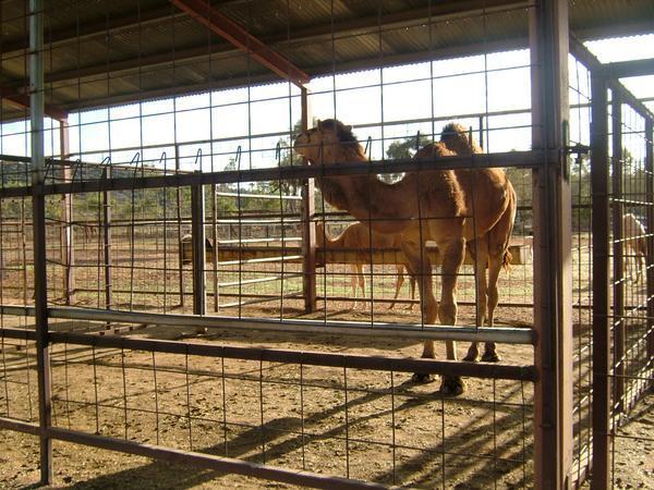 Trapped camels