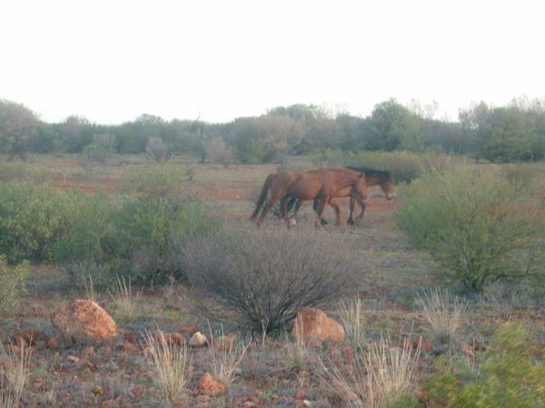 Wild horses enjoying the outback
