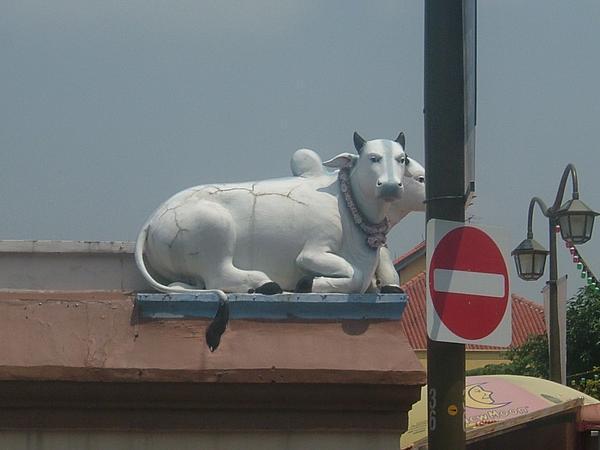 Cows keeping an eye on the temple