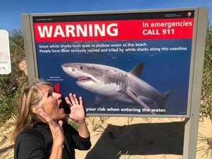 Shark warning
