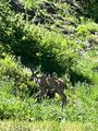 Baby deer feeding in Crater Lake Park