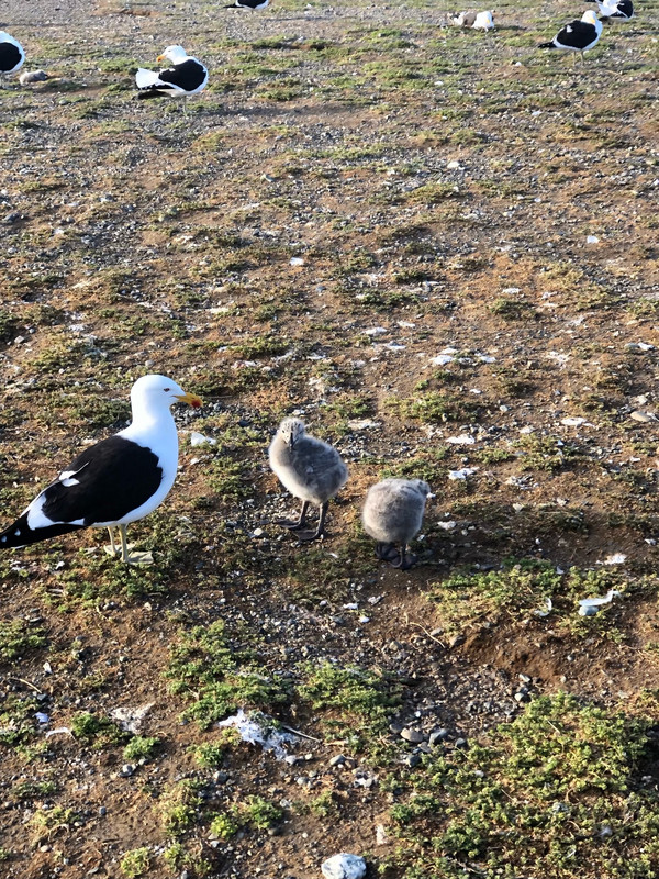 Sea gulls have babies too