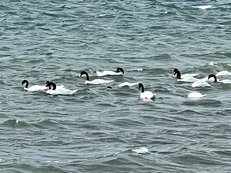 Black neck swans in Puerto Natales