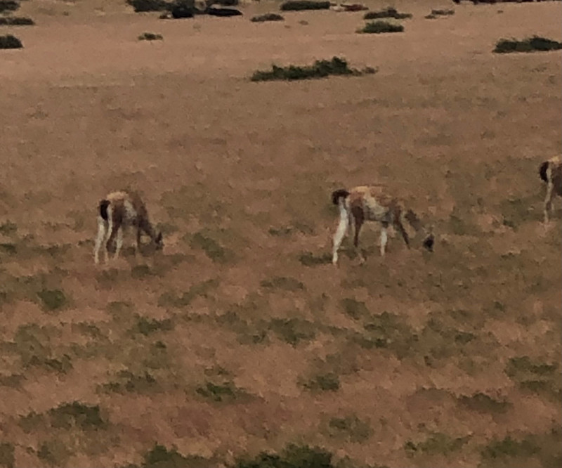 Guanacos by the side of the road