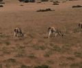 Guanacos by the side of the road