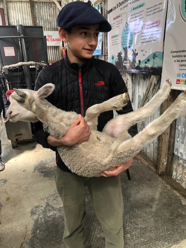 Owners nephew hold lamb