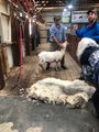 All done shearing this sheep