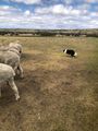 Sheep dog bring sheep to owner on command 