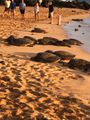Turtles at sunset Poipu Beach
