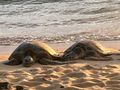 Sleeping turtles at Poipu Beach.