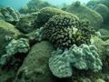 Saw coral while scuba diving