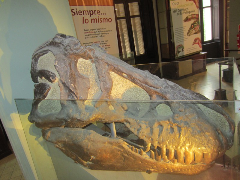 Dino at Natural History Museo