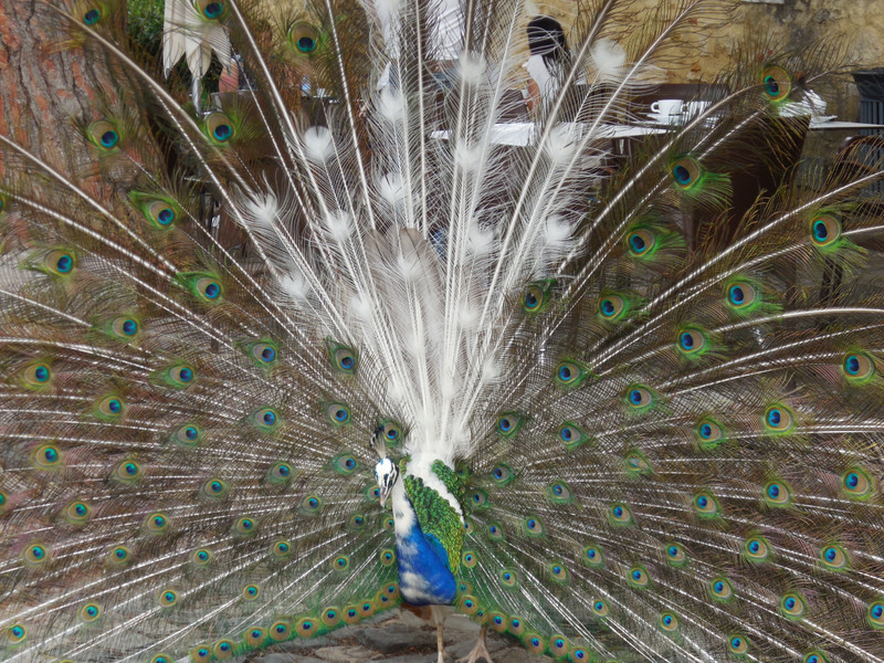 Peacock at Saint George Castle 