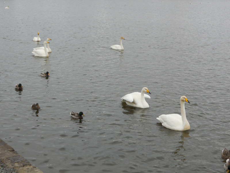 Swans in the park lake