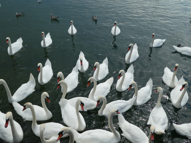 I have never seen so many swans