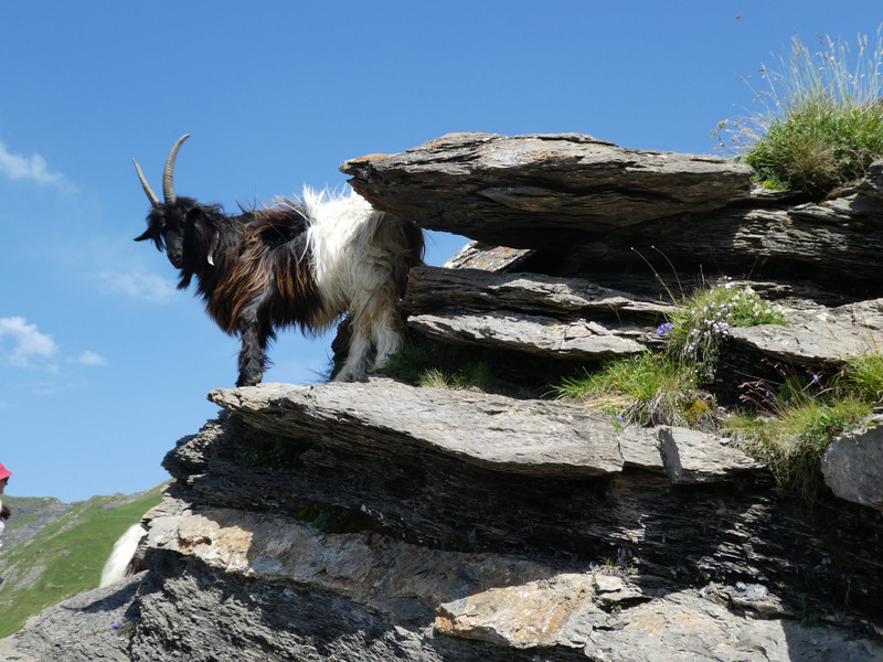 Goat on trail