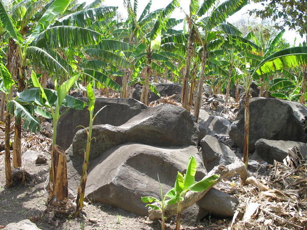 plantain farms