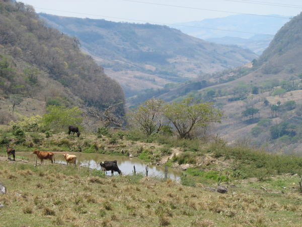 cattle vista