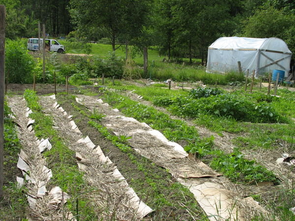 garden beds