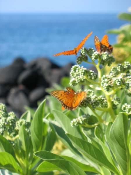 hookena pollinators