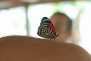 Butterfly with Racing Numbers...